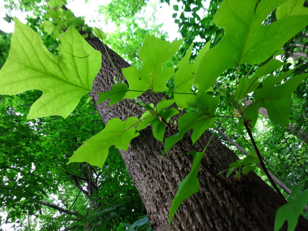 poplar tree leaves