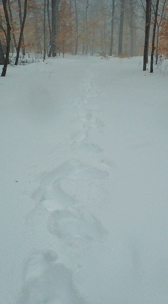Author looks at his tracks, which in a few hours were completely covered with fresh snow. This is the kind of scene James Kim had to walk through during his fight for survival.