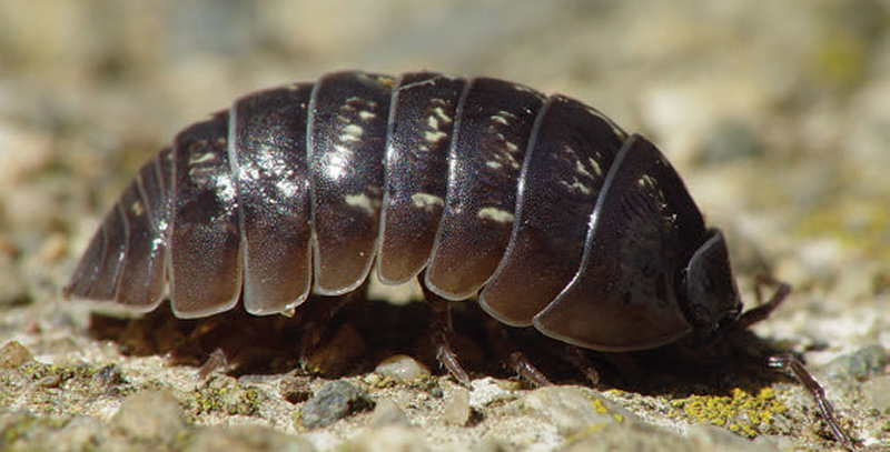 A-nearly-ubiquitous-North-American-immigrant-found-wherever-there-is-shade