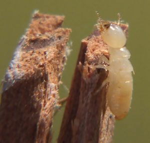 All-termites-avoid-the-sun,-and-all-are-delicious,-but-the-soldiers-carry-a-serious-set-of-mandibles