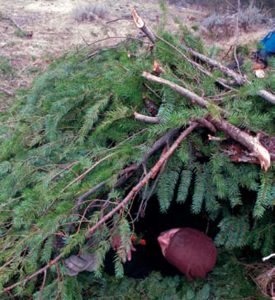 Author-demonstrates-how-to-make-and-insulate-a-pine-bough-shelter-during-Randall’s-Adventure-Training-class-in-mountains-of-California