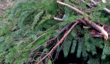 Author-demonstrates-how-to-make-and-insulate-a-pine-bough-shelter-during-Randall’s-Adventure-Training-class-in-mountains-of-California