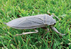Captured-and-photographed-near-Billings,-Montana,-this-Giant-Water-Bug-may-not-look-like-lunch,-but-it-is