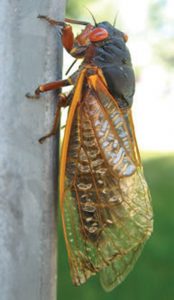During-the-2007-emergence,-the-delicious-plentiful-cicada-did-a-lot-to-promote-the-cause-of-entomophagy
