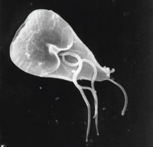 Giardia-lamblia-is-a-common-protozoan-parasite-that-causes-giardiasis,-a-parasitic-infection-that-often-causes-diarrhea