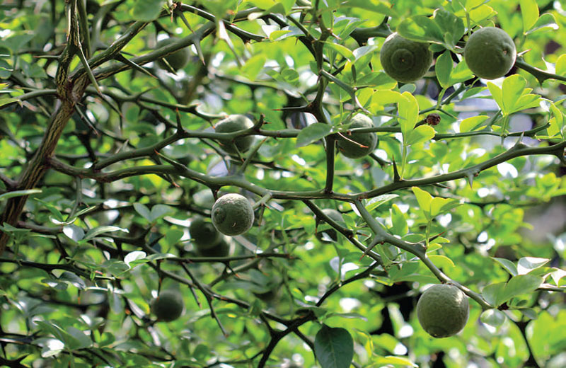 Hardy-Orange,-often-called-the-king-of-barrier-plants