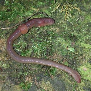 High-quality-protein-may-come-from-low-places,-such-as-the-lowly-but-ubiquitous-earthworm