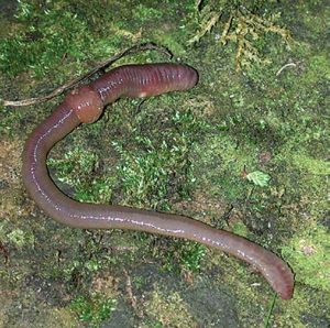 High-quality-protein-may-come-from-low-places,-such-as-the-lowly-but-ubiquitous-earthworm