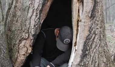 Hollowed-out-tree-may-be-used-in-a-storm-to-get-out-of-the-snow,-wind,-or-rain