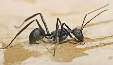 Knocking-apart-downed-logs-in-the-deep-woods-may-expose-nurseries-filled-with-carpenter-ant-eggs-or-pupae