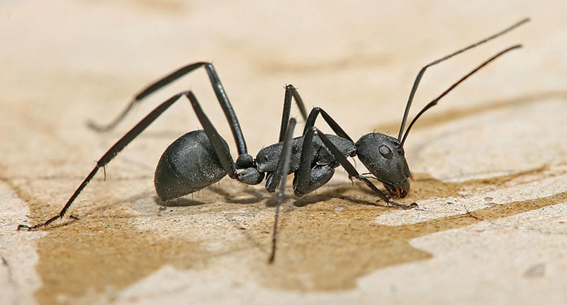 Knocking-apart-downed-logs-in-the-deep-woods-may-expose-nurseries-filled-with-carpenter-ant-eggs-or-pupae