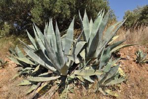 Many-species-of-Agave-exist,-and-this-Agave-Americana-(aka-Century-plant)-has-become-naturalized-in-suitable-climes-worldwide