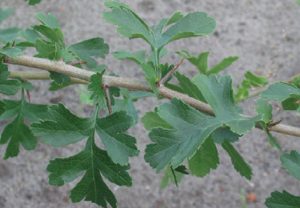 Native-to-Europe,-Hawthorn-has-been-used-as-a-barrier-plant-all-over-the-world-for-centuries