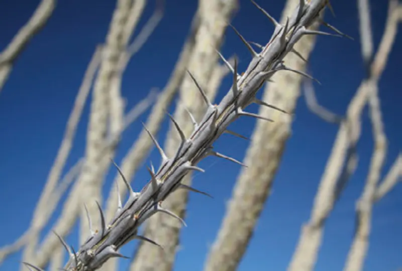 Ocotillo-of-the-arid-Southwest-has-been-used-for-centuries-as-a-living-fence-or-corral