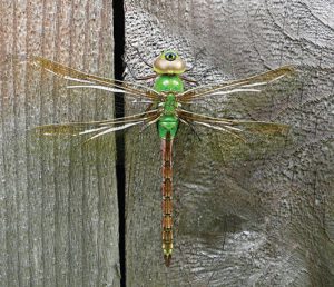 One-of-the-largest-dragonflies,-the-Green-Darner-is-named-for-its-resemblance-to-a-darning-needle