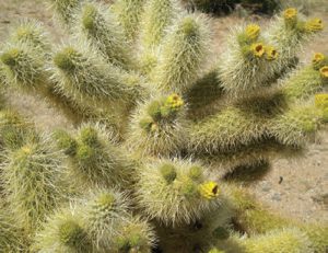 One-of-the-prettiest—but-meanest—cacti-in-the-business