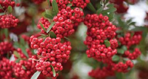 Pyracantha-are-grown-worldwide-as-a-spiny-barrier-plant-or-for-their-white-flower-and-red-fruit,-which-attracts-birds