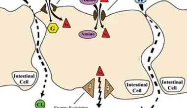 Sodium-gets-from-the-intestine-into-the-body-through-little-channels-in-the-cell-walls