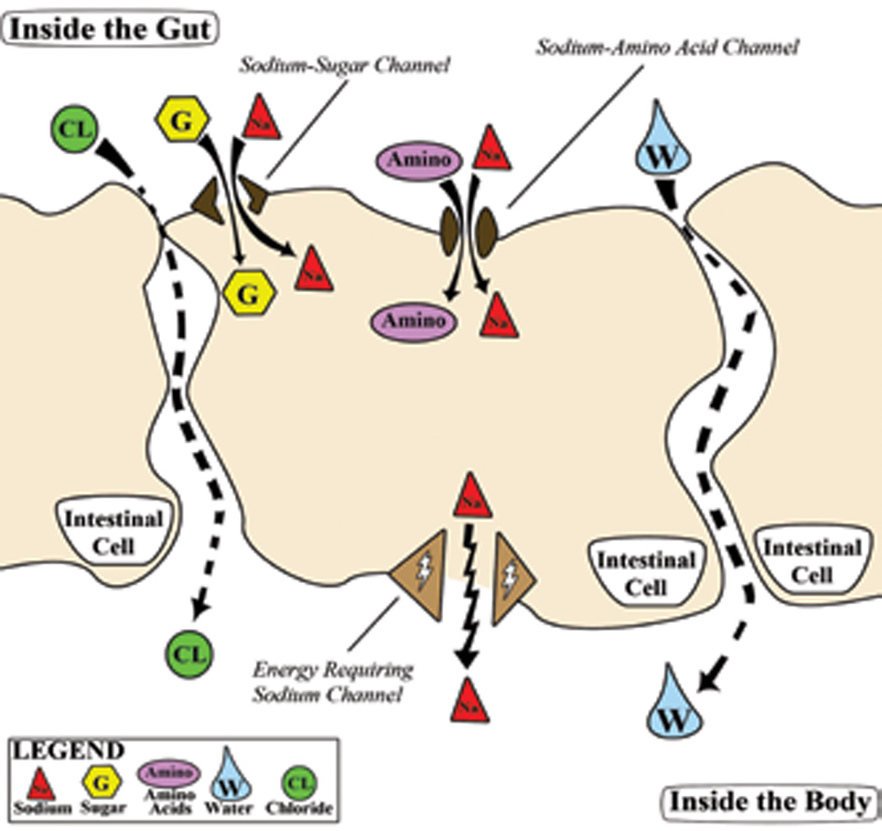 Sodium-gets-from-the-intestine-into-the-body-through-little-channels-in-the-cell-walls