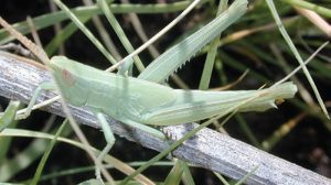 There-are-some-11,000-species-of-grasshopper