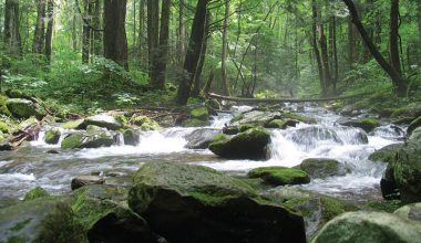 This-stream-could-very-well-contain-pathogens-such-as-giardia-and-cryptosporidium