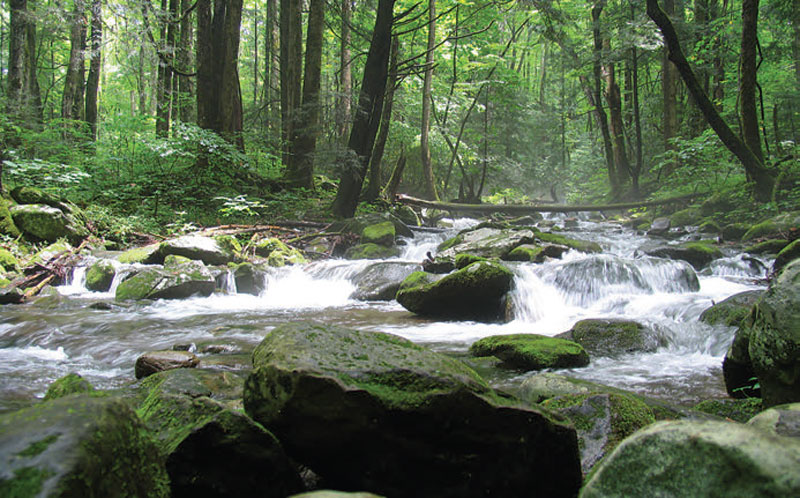 This-stream-could-very-well-contain-pathogens-such-as-giardia-and-cryptosporidium