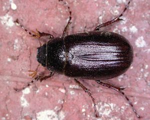 Typical-June-Bug,-photographed-in-North-Carolina