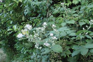 Wild-blackberry-thickets-are-called-“brambles”-in-the-U.K.-and-often-a-“briar-patch”-in-the-southern-U.S.