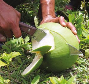 Easier-to-control-than-a-large-bolo,-HEFT-6-did-an-amazing-job-chopping-through-thick-green-husk-of-a-coconut