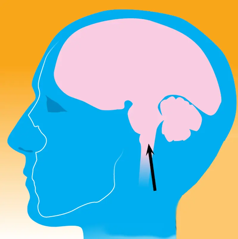 Medulla-is-at-the-very-base-of-the-brain,-about-even-with-the-nostrils