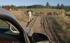 Clearing-out-rush-hour-traffic-on-the-way-home-from-Central-Cascade-Precision-shooting-range